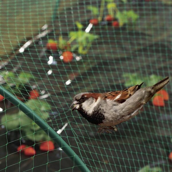 Maille anti-oiseaux