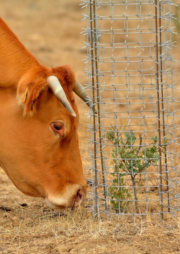 Protector plantas de animales y roedores