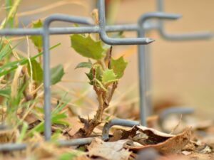 Protector plantas de animales y roedores